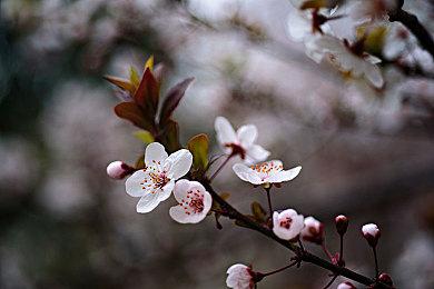 官方确认 《原神》提纳里英配因恶劣行为将重新选角